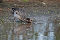 Teal male - D